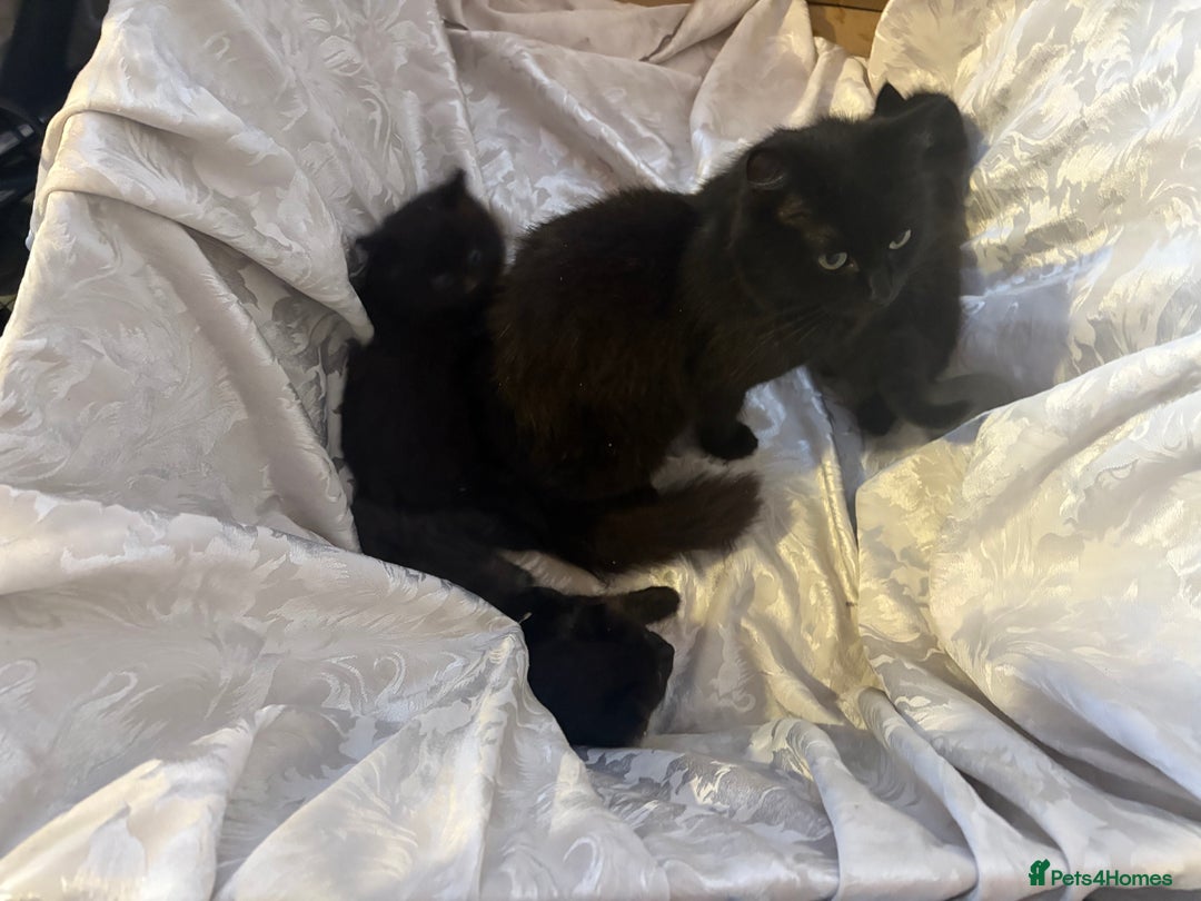 Ragdoll cats for sale: Rag Doll Kittens. - Advert 4