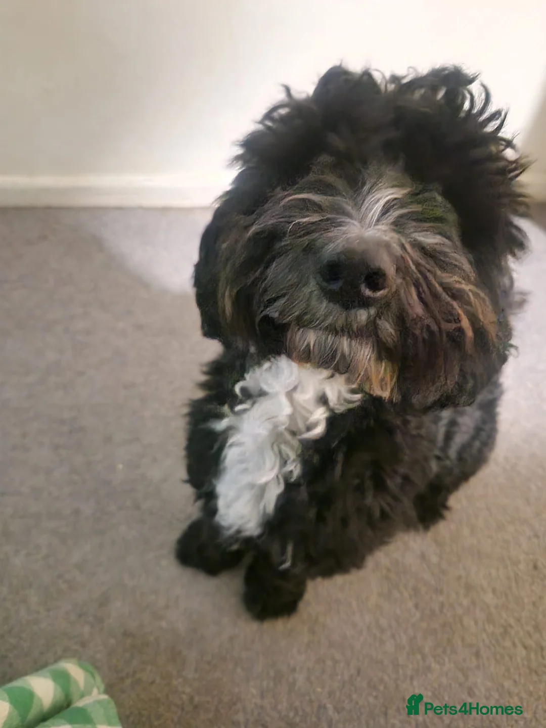 Cockapoo dogs for sale: Cockapoo Male Black F1 - 4 years old - Advert 4