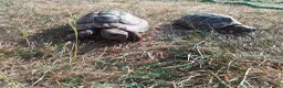 Hermann Tortoise reptiles for sale: Hermann Tortoise  in Manningtree - Advert 2