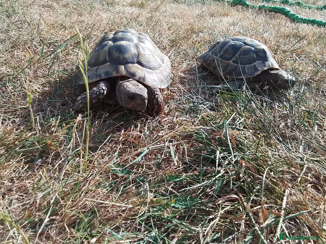 Hermann Tortoise reptiles for sale: Hermann Tortoise  in Manningtree - Advert 2