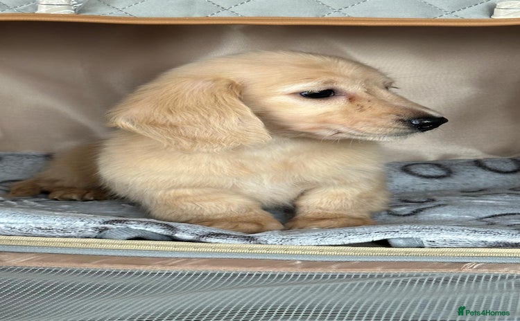 Miniature Dachshund dogs - Advert 16