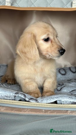 Miniature Dachshund dogs - Advert 16