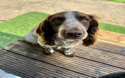 Sprocker dogs for sale: 🧡 Sprocker Puppies 💛 - Image 24