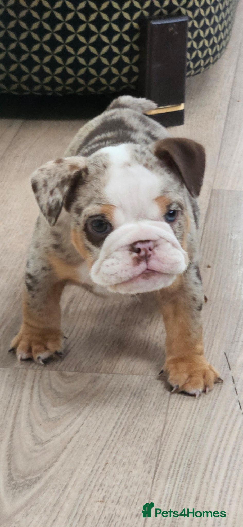 English Bulldog dogs Kc registered English bulldogs - Advert 10