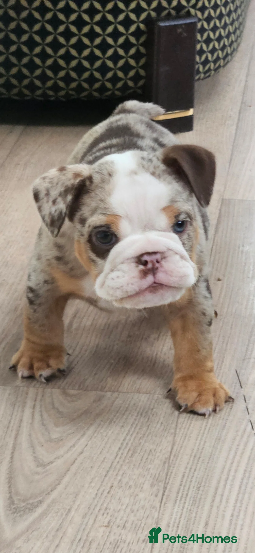 English Bulldog dogs for sale: Kc registered English bulldogs - Advert 1