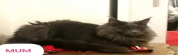 Maine Coon cats for sale: OUTSTANDING SHOW QUALITY MAINE COON KITTENS  - Advert 12