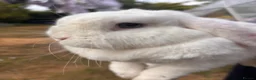 Mini Lop rabbits for sale: Two Blue eye white mini lop rabbits (and hutch) - Advert 2