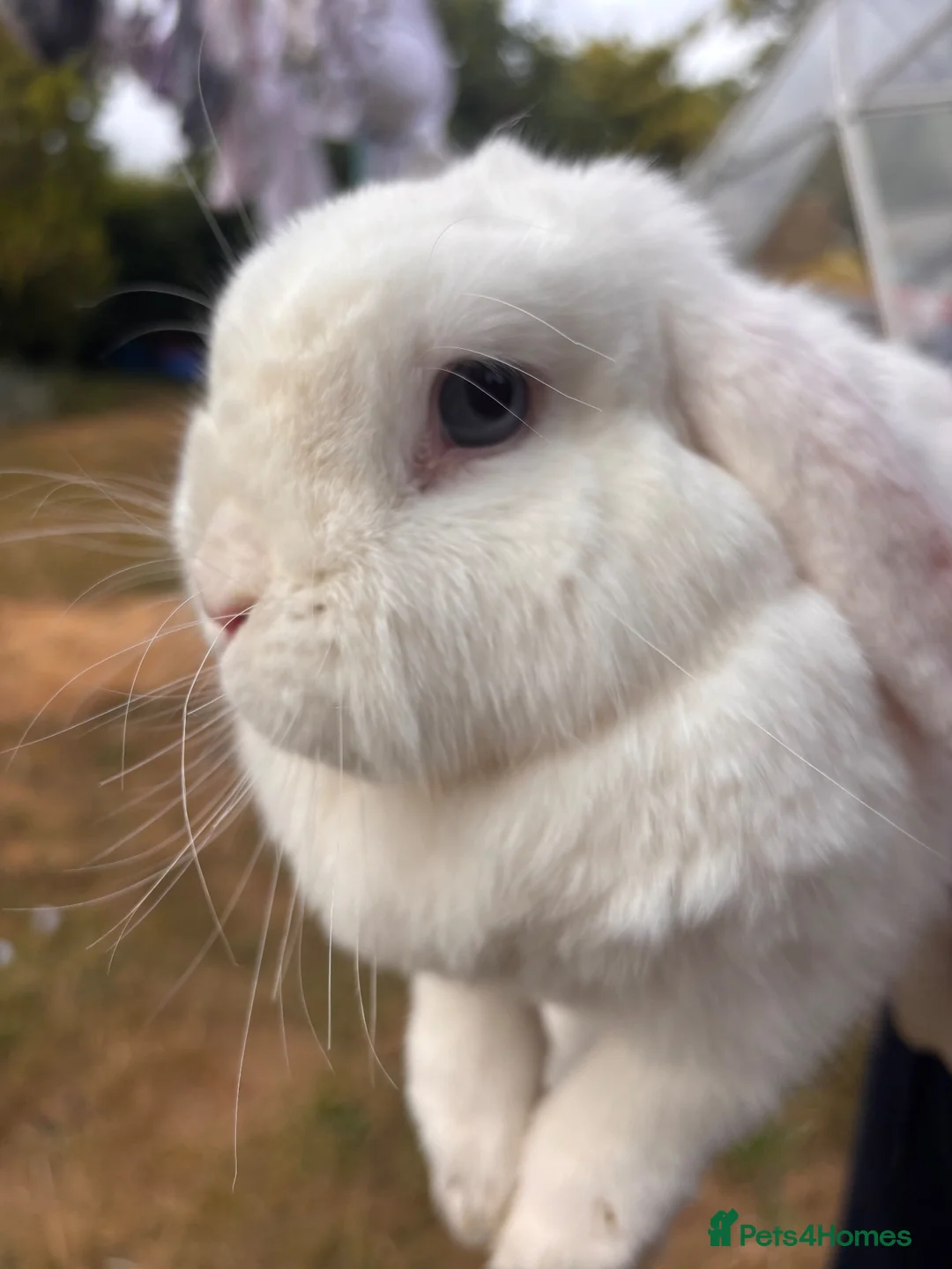 Mini Lop rabbits for sale: Two Blue eye white mini lop rabbits (and hutch) - Advert 2