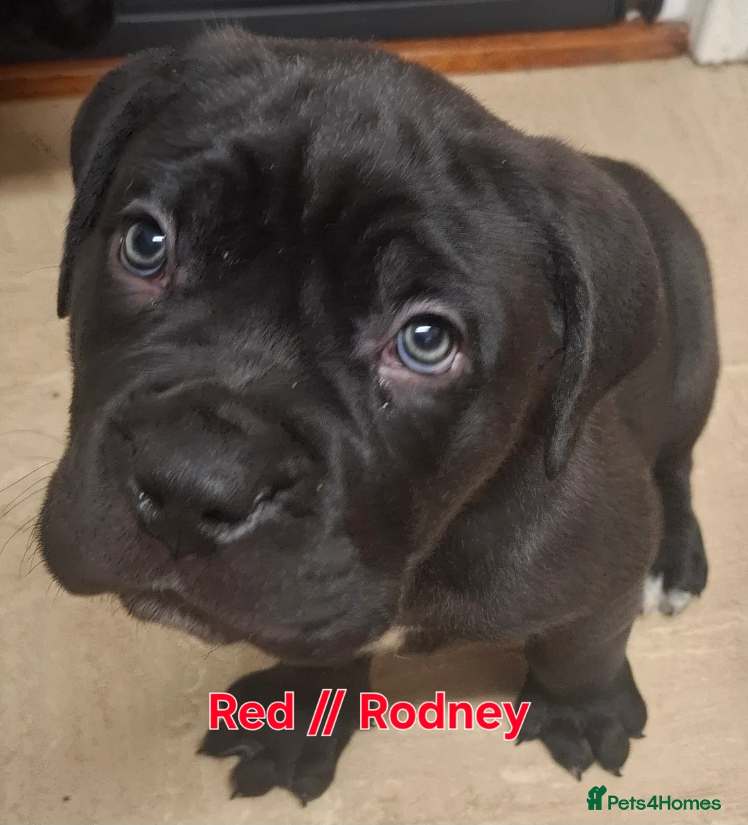 Mixed Breed dogs for sale: Litter of 10 Beautiful, Chunky Puppies - Advert 2