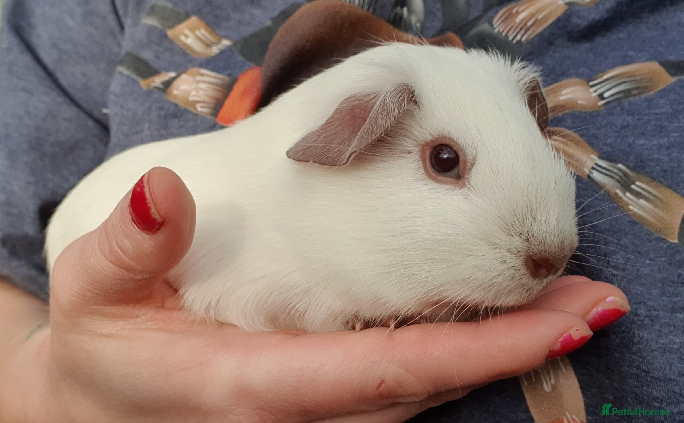 Guinea Pig rodents guinea pigs  - Advert 3