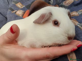 Guinea Pig rodents guinea pigs - Advert 3