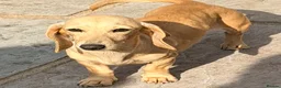 Miniature Dachshund dogs for sale:  💖  Lola 💖 - Advert 3