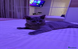 British Shorthair cats for sale: British Shorthair lavender boy – pedigree GCCF - Image 13