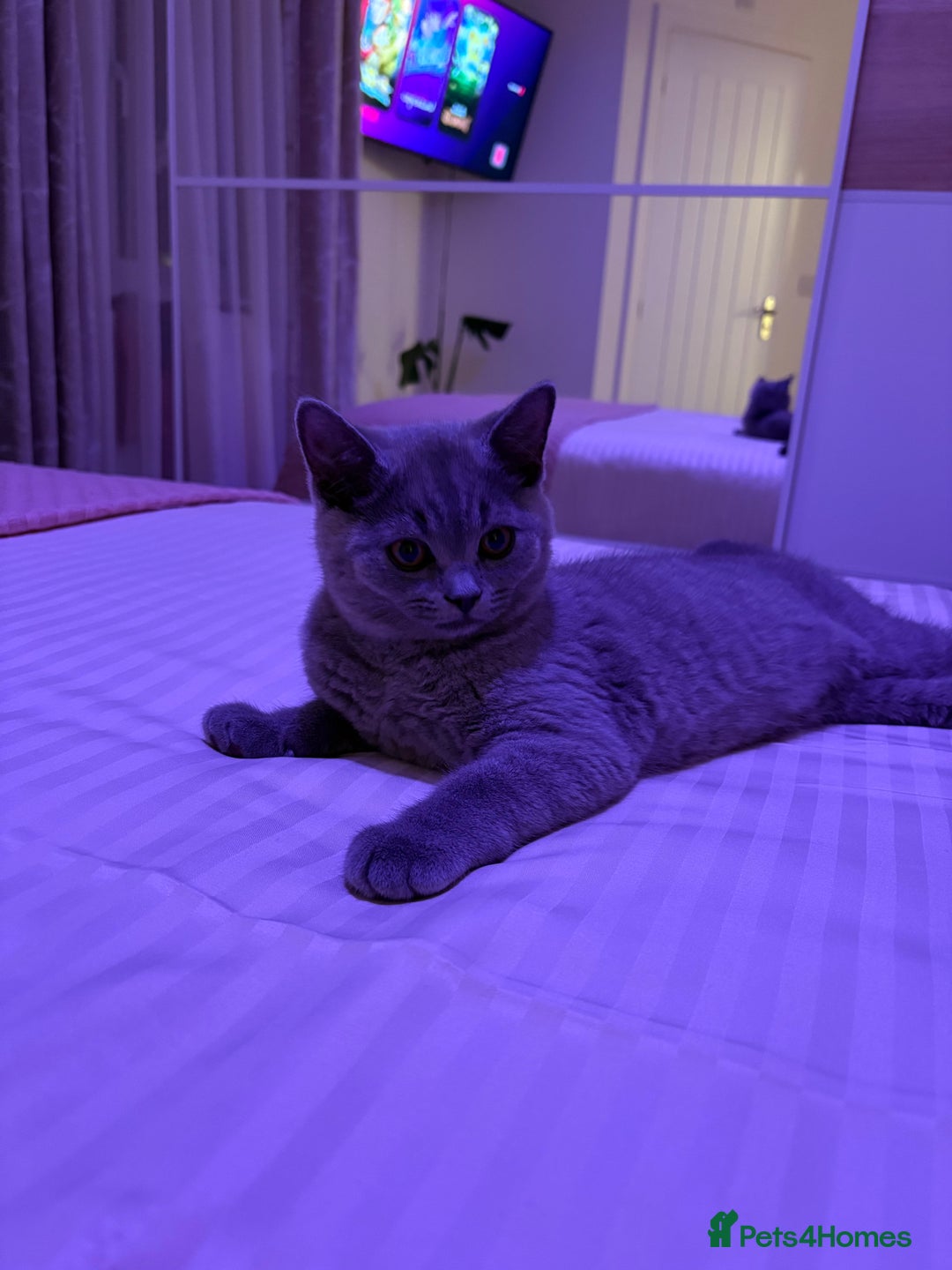 British Shorthair cats for sale: British Shorthair lavender boy – pedigree GCCF - Image 13