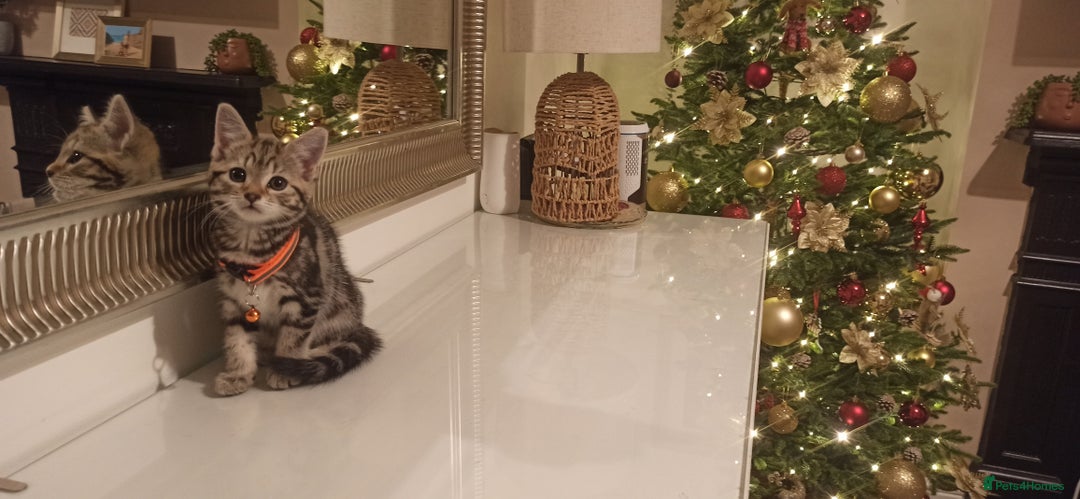 Mixed Breed cats for sale: Adorable kittens in London(SE18)😻❤️😻 - Advert 9