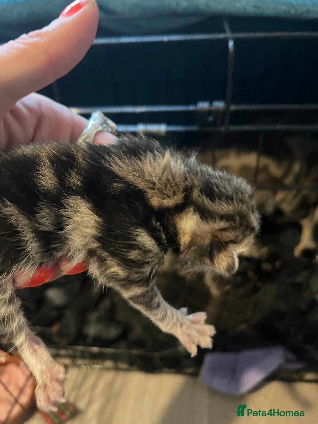 Bengal cats for sale: 9 BENGAL RAGDOLL X KITTENS - Image 14