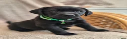 Labrador Retriever dogs for sale: Quality Chunky KC reg pups - Health Tested Parents - Advert 4
