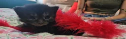 Maine Coon cats for sale: Maine coon X in Weymouth - Advert 14