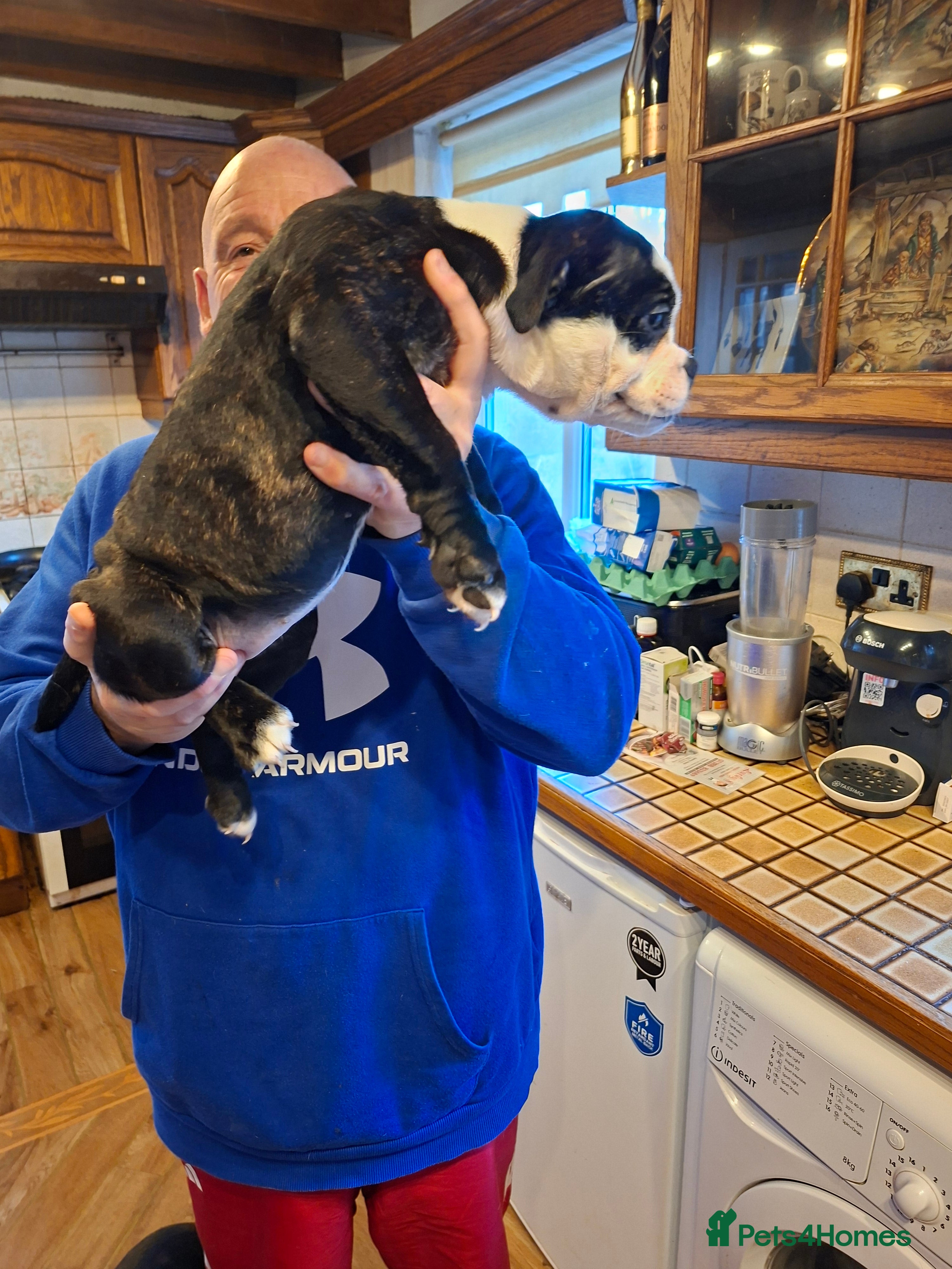 Mixed Breed dogs Big beautiful Bull Staffs  - Advert 3