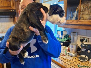 Mixed Breed dogs Big beautiful Bull Staffs - Advert 3