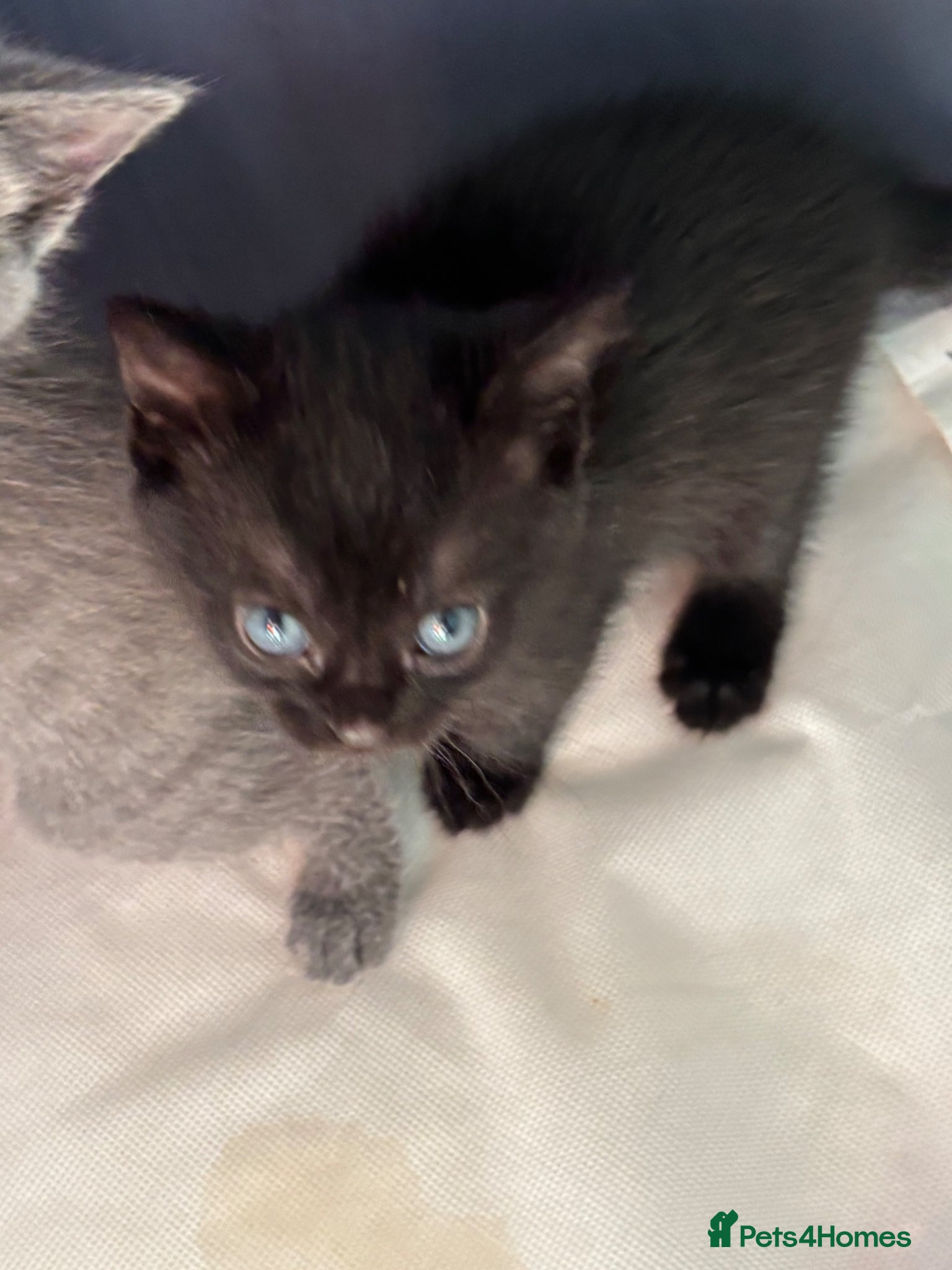 Mixed Breed cats Kittens  - Advert 1