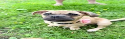 Jug dogs for sale: Jug girl 8 months old - Advert 1