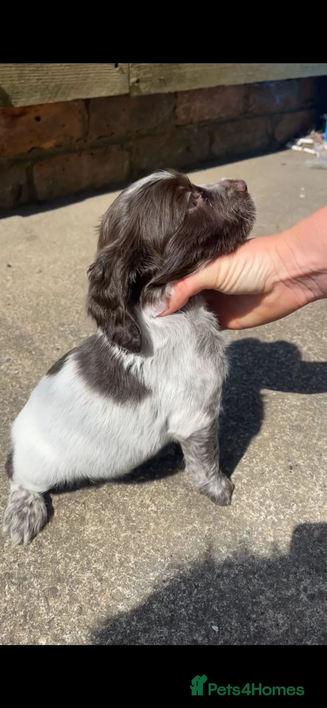 Cocker Spaniel dogs for sale: Cocker spaniel puppy - Advert 2