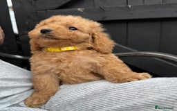 Cockapoo dogs for sale: Cockerpoo Puppies - Image 37