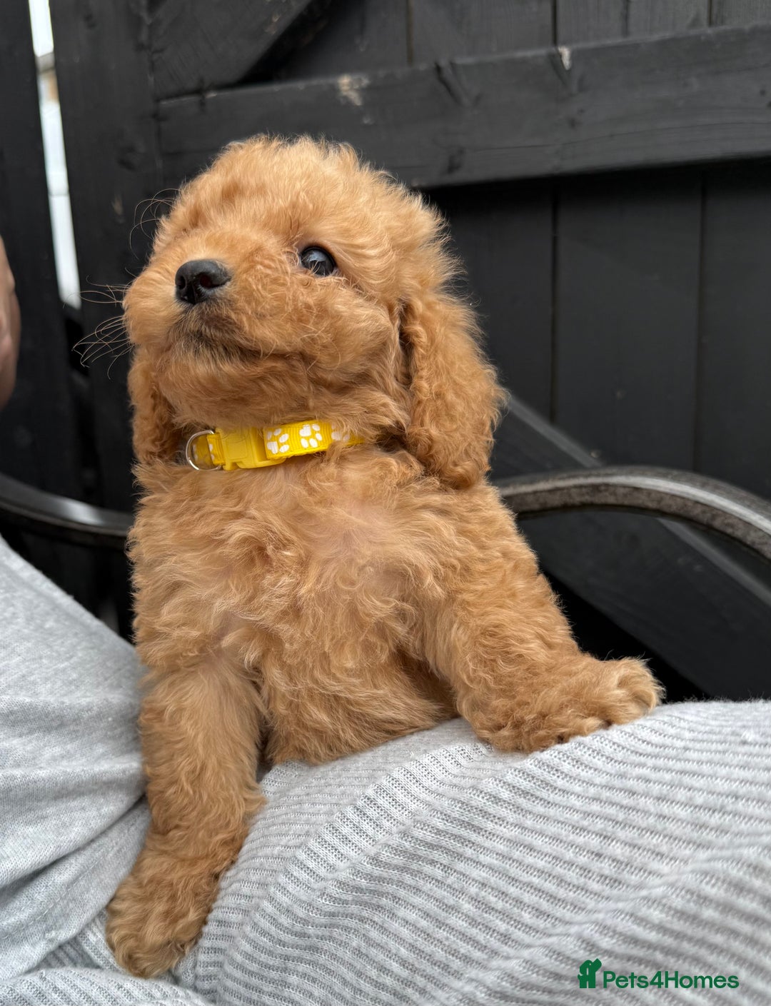 Cockapoo dogs for sale: Cockerpoo Puppies - Image 37