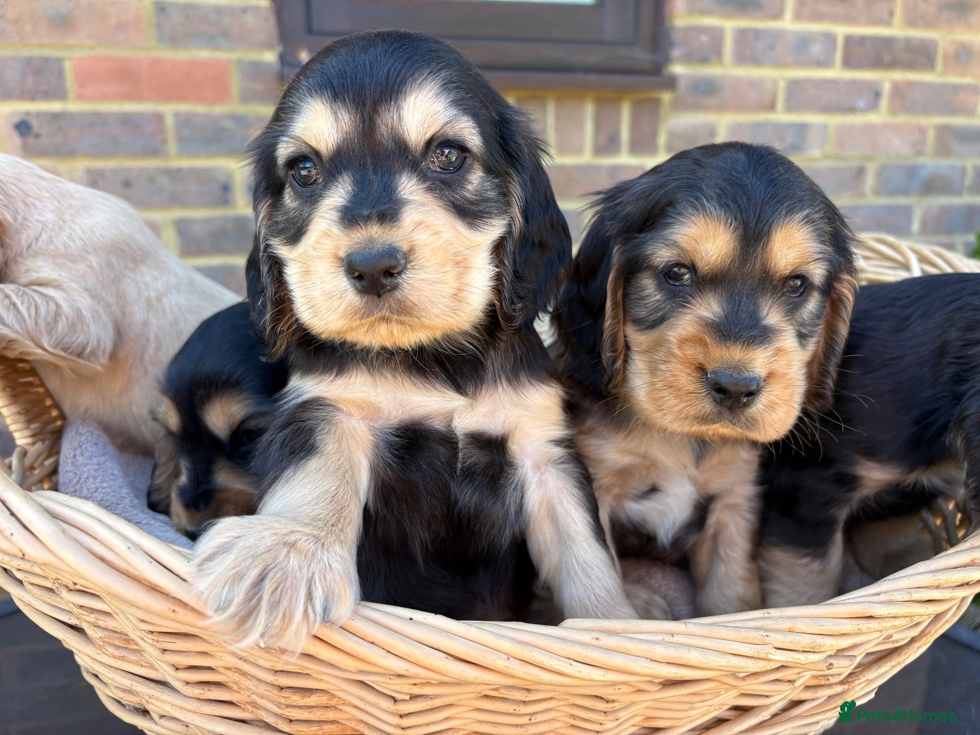 Cocker Spaniel dogs Stunning show Type cocker spaniel puppies  - Advert 2