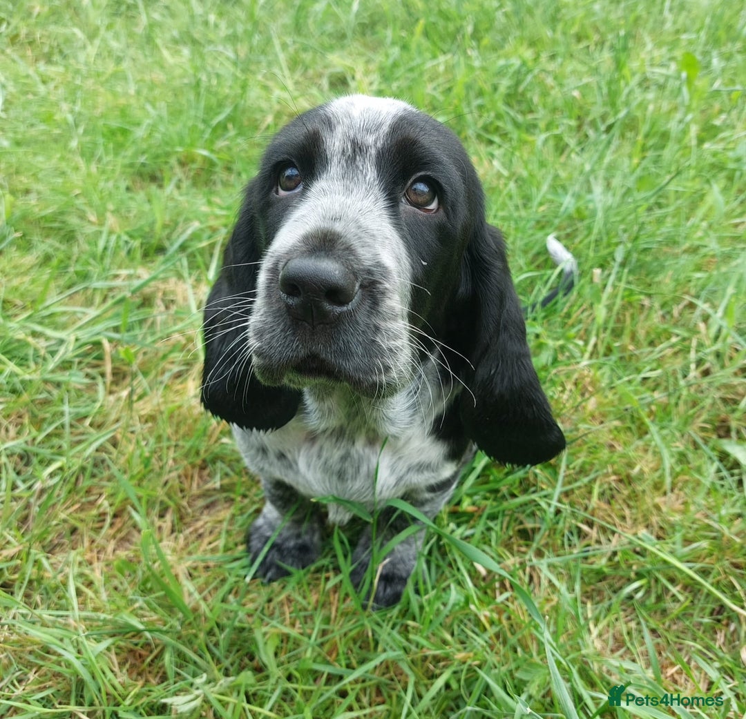 Mixed Breed dogs for sale: Hush puppies! - Advert 2