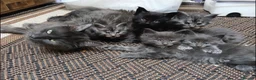 Maine Coon cats for sale: Gorgeous Maine Coon Kittens - Advert 2