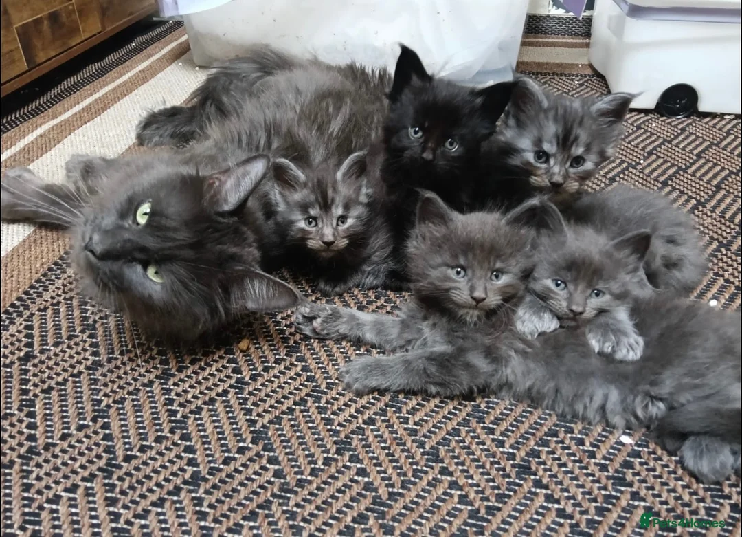 Maine Coon cats for sale: Gorgeous Maine Coon Kittens - Advert 2