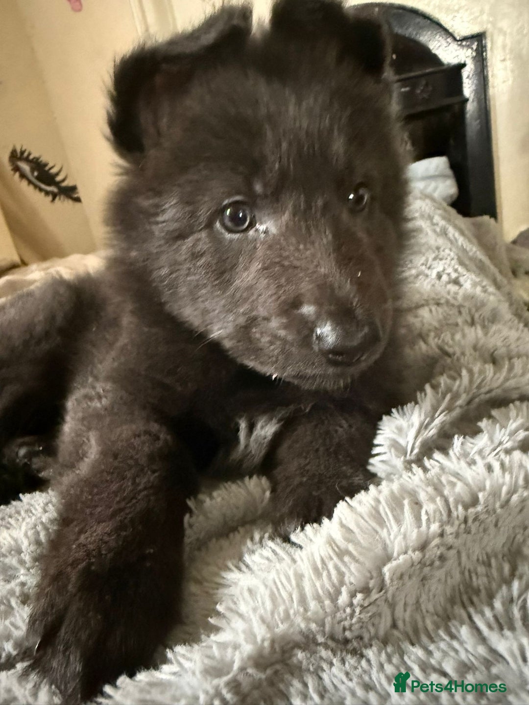 German Shepherd dogs for sale: 6 beautiful long haired German Shepards for sale! - Image 6