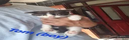 Mixed Breed cats for sale: 8 week old male kitten - Advert 2
