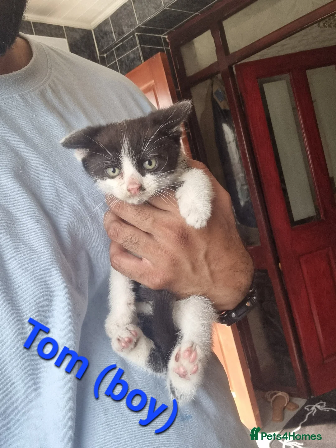 Mixed Breed cats for sale: 8 week old male kitten - Advert 2
