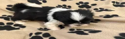 Shih Tzu dogs for sale: Beautiful Home reared Shih Tzu Puppies - Advert 14