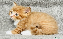 Mixed Breed cats for sale: Stunning Turkish angora x Maine coon - Image 14