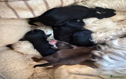 Cockapoo dogs for sale: 8 Gorgeous Cockapoo puppies  - Image 1