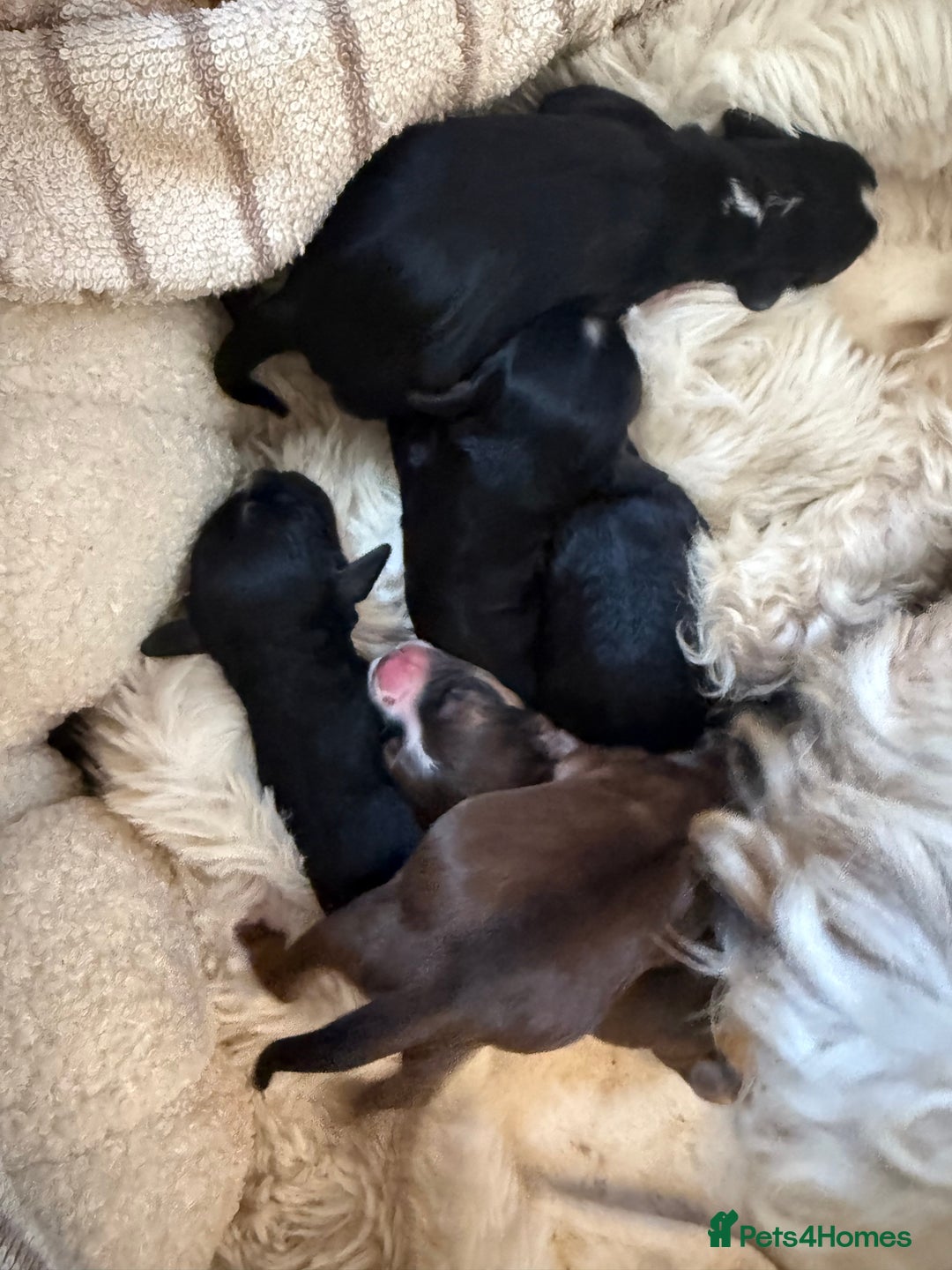 Cockapoo dogs for sale: 8 Gorgeous Cockapoo puppies  - Image 1