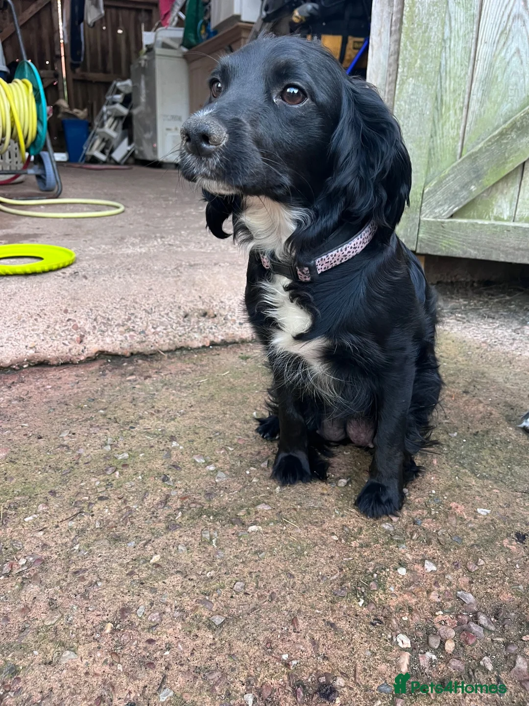 Mixed Breed dogs for sale: Sprocker spaniel x Frenchie-Pei  - Advert 2