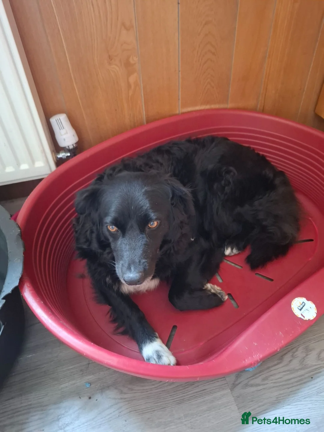Border Collie dogs for sale: 2 beautiful male collies for sale  - Advert 7
