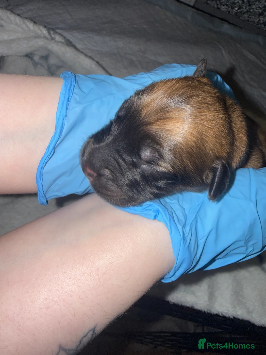Mixed Breed dogs for sale: 10 puppy’s 6 boys 4 girls ready in 6 weeks  - Advert 13