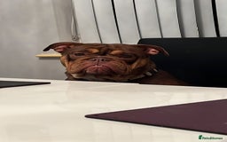 English Bulldog dogs for sale: 1 year old female bulldog - Image 3