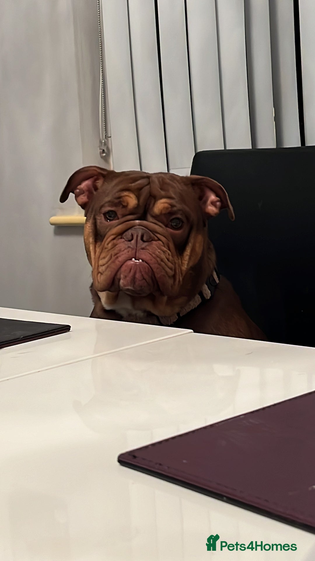 English Bulldog dogs for sale: 1 year old female bulldog - Image 3