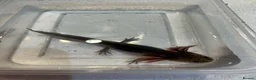 Axolotl reptiles for sale: Axolotl Jeuveniles  - Advert 19