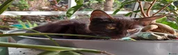 Mixed Breed cats for sale: 2 Black Russian looking a good home - Advert 5