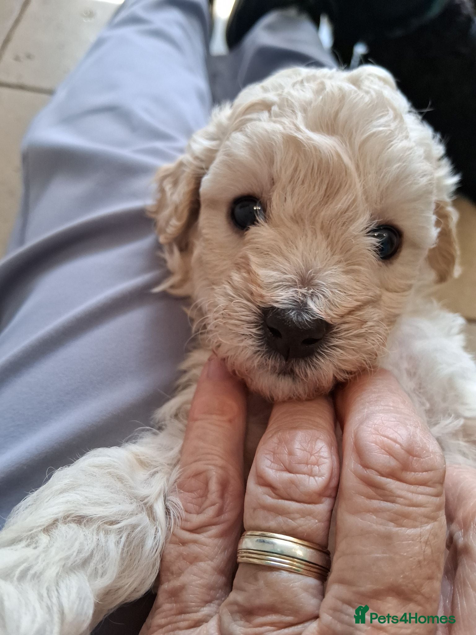 Toy Poodle dogs Gorgeous Toy Poodle Pups - Advert 2