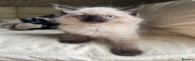 Ragdoll Kitten 2