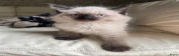 Ragdoll cats for sale: Ragdoll kittens  - Advert 15